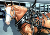 Draft Horse, Equine Art - Almost Showtime